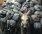 Burro with Bags