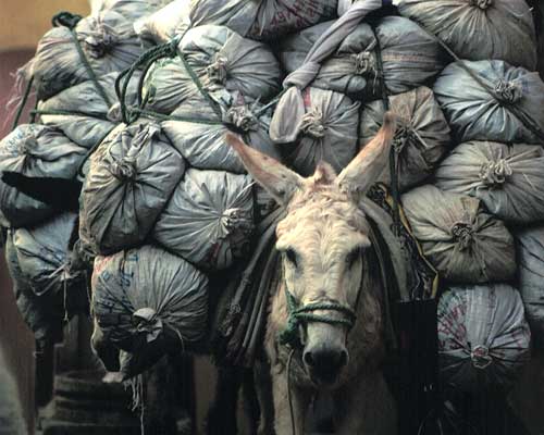 Photo - Burro with Bags
