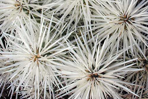 photo -  Cactus Spines