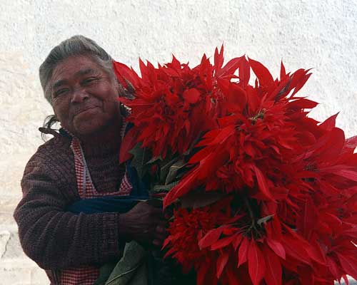 photo - Poinsettas for Sales